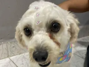 Cachorro raça Poodle idade 3 anos nome Luna