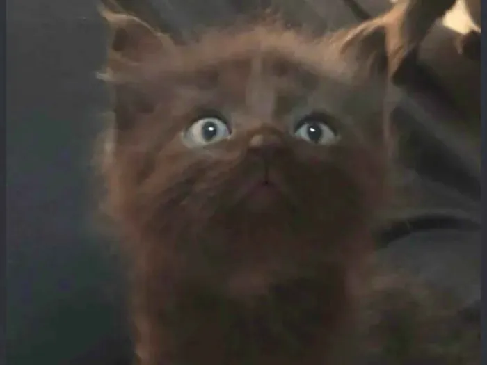 Gato ra a SRD-ViraLata idade Abaixo de 2 meses nome Black 