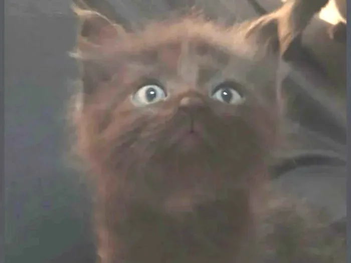 Gato ra a SRD-ViraLata idade Abaixo de 2 meses nome Black 