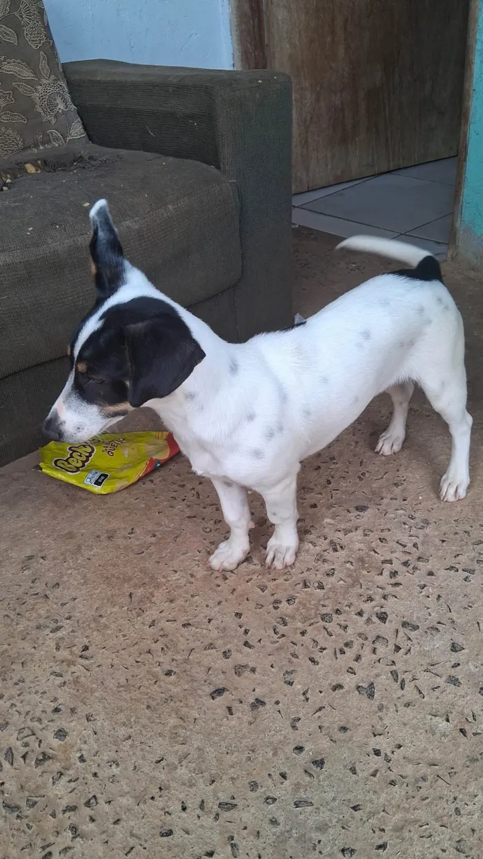 Cachorro ra a Basset-Cofap idade 2 a 6 meses nome Peludo