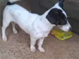 Peludo