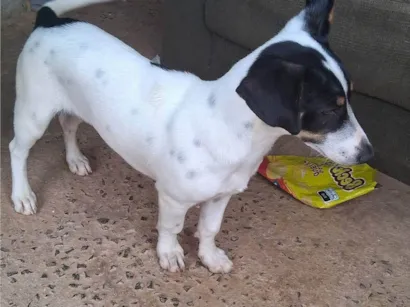 Cachorro raça Basset-Cofap idade 2 a 6 meses nome Peludo