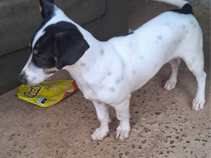 Cachorro ra a Basset-Cofap idade 2 a 6 meses nome Peludo