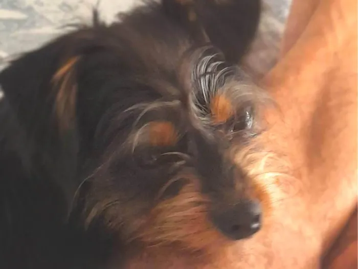 Cachorro ra a SRD-ViraLata idade 7 a 11 meses nome Petros