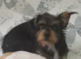 Petros