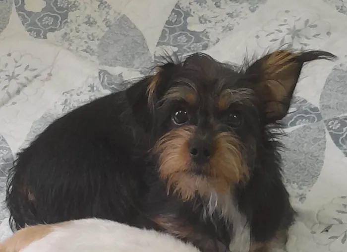 Cachorro ra a SRD-ViraLata idade 7 a 11 meses nome Petros
