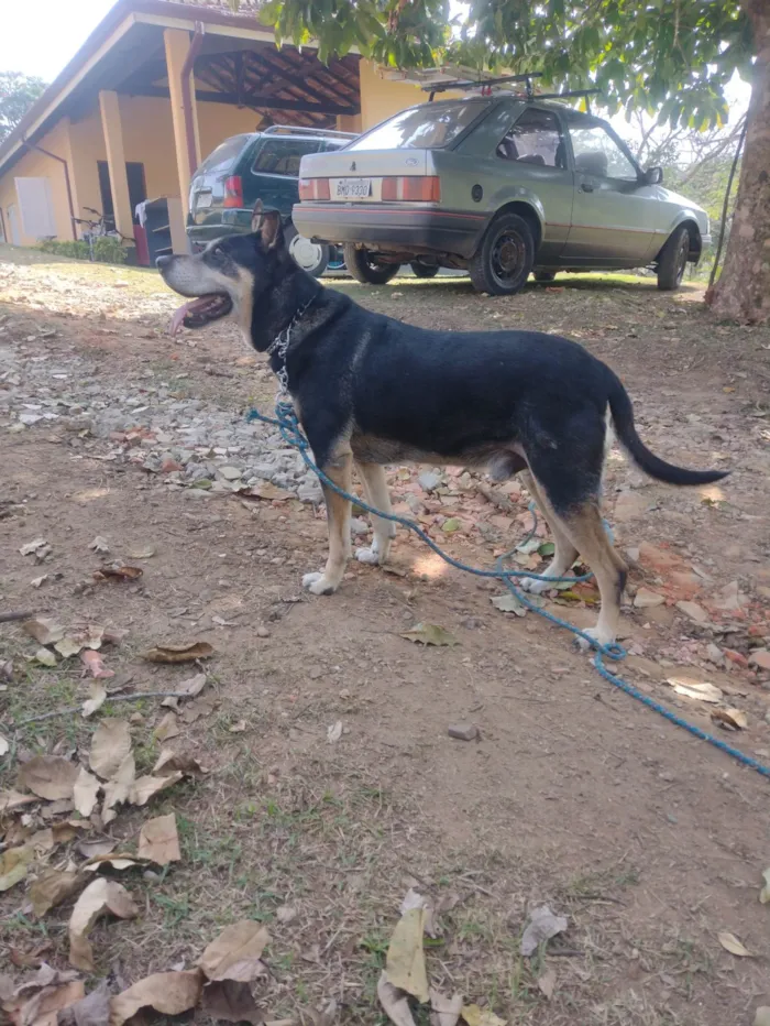 Cachorro ra a SRD-ViraLata idade 6 ou mais anos nome Nike