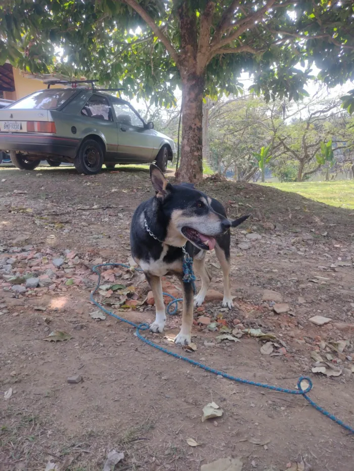 Cachorro ra a SRD-ViraLata idade 6 ou mais anos nome Nike