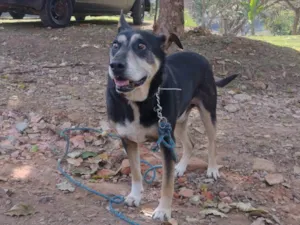 Cachorro raça SRD-ViraLata idade 6 ou mais anos nome Nike