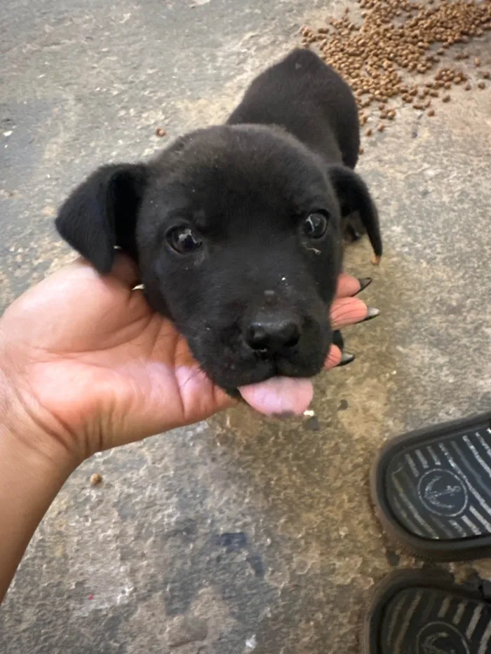 Cachorro ra a SRD-ViraLata idade Abaixo de 2 meses nome Carente 