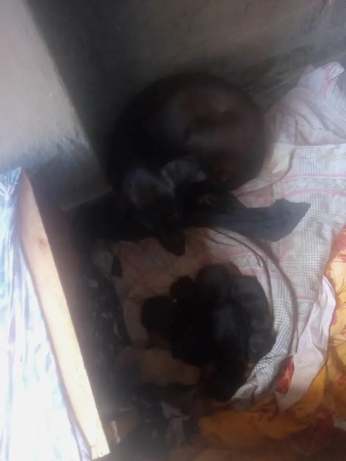 Cachorro ra a SRD-ViraLata idade 3 anos nome Coloquei de preta