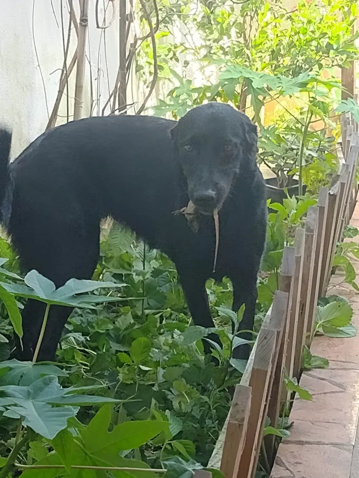 Cachorro ra a SRD-ViraLata idade 5 anos nome Luna