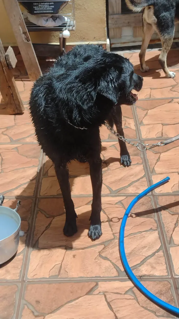 Cachorro ra a SRD-ViraLata idade 5 anos nome Luna