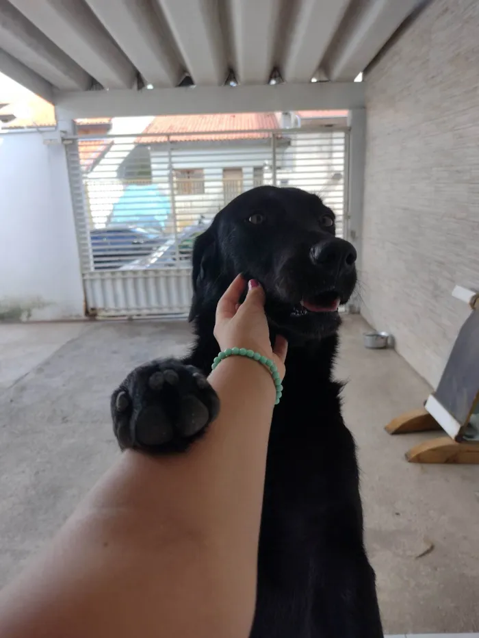 Cachorro ra a SRD-ViraLata idade 5 anos nome Luna
