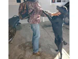 Cachorro raça SRD-ViraLata idade 5 anos nome Luna