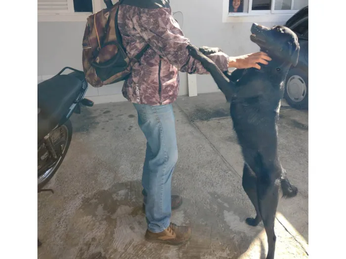 Cachorro ra a SRD-ViraLata idade 5 anos nome Luna