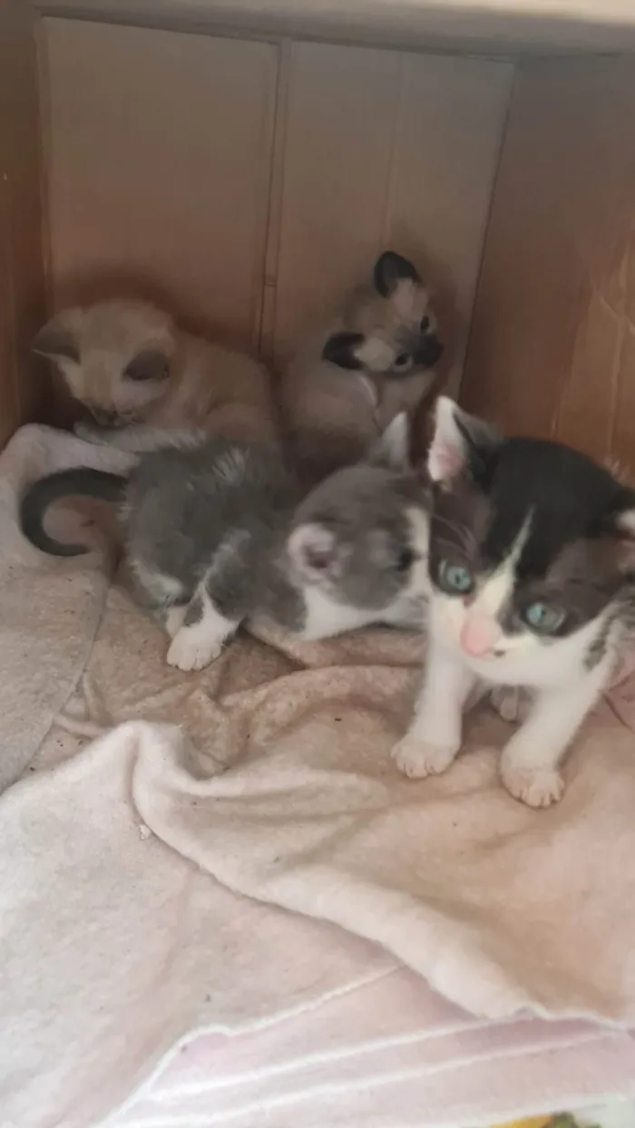 Gato ra a SRD-ViraLata idade Abaixo de 2 meses nome Sem nome 