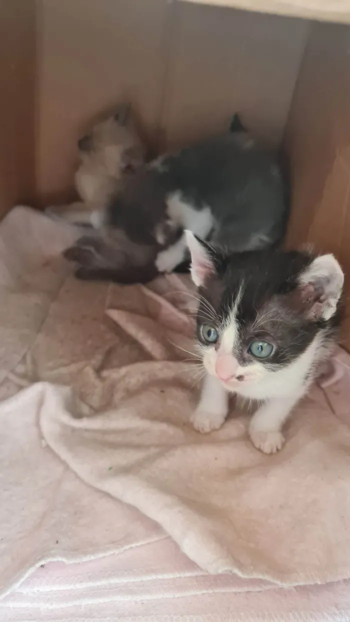 Gato ra a SRD-ViraLata idade Abaixo de 2 meses nome Sem nome 