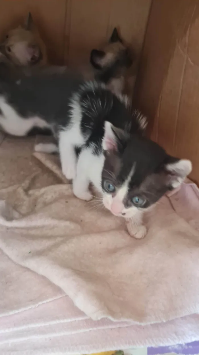 Gato ra a SRD-ViraLata idade Abaixo de 2 meses nome Sem nome 