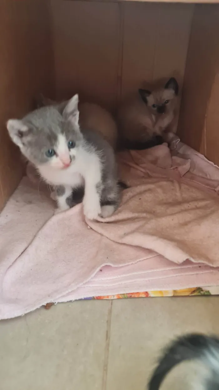 Gato ra a SRD-ViraLata idade Abaixo de 2 meses nome Sem nome 