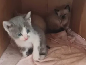 Gato raça SRD-ViraLata idade Abaixo de 2 meses nome Sem nome 