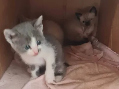 Gato raça SRD-ViraLata idade Abaixo de 2 meses nome Sem nome 