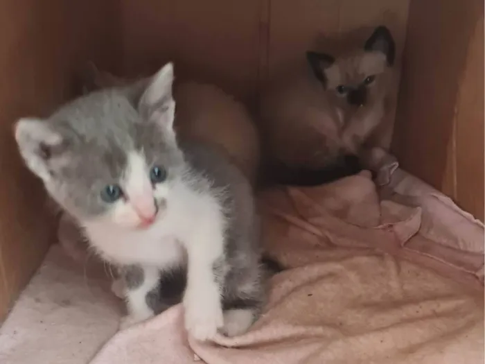 Gato ra a SRD-ViraLata idade Abaixo de 2 meses nome Sem nome 