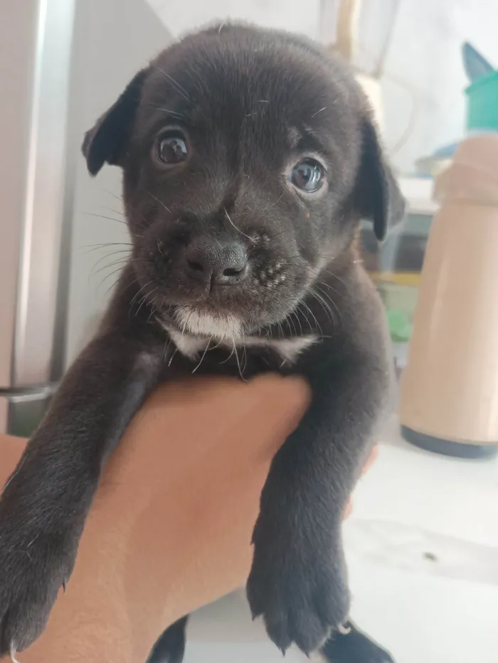 Cachorro ra a SRD-ViraLata idade Abaixo de 2 meses nome Robertinho 
