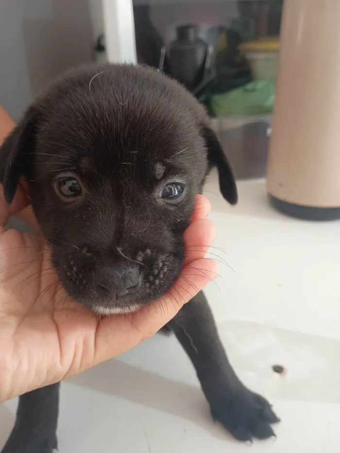 Cachorro ra a SRD-ViraLata idade Abaixo de 2 meses nome Robertinho 
