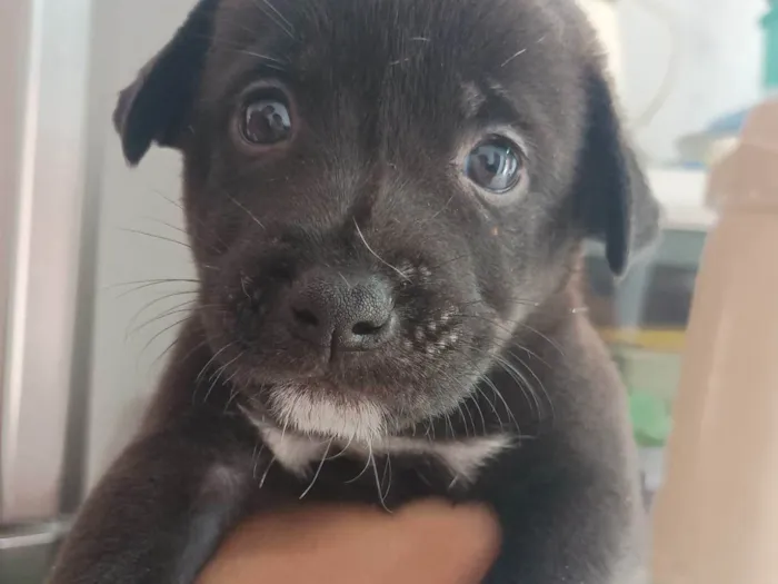 Cachorro ra a SRD-ViraLata idade Abaixo de 2 meses nome Robertinho 
