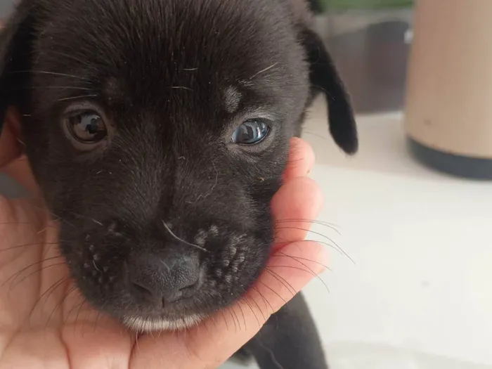 Cachorro ra a SRD-ViraLata idade Abaixo de 2 meses nome Robertinho 