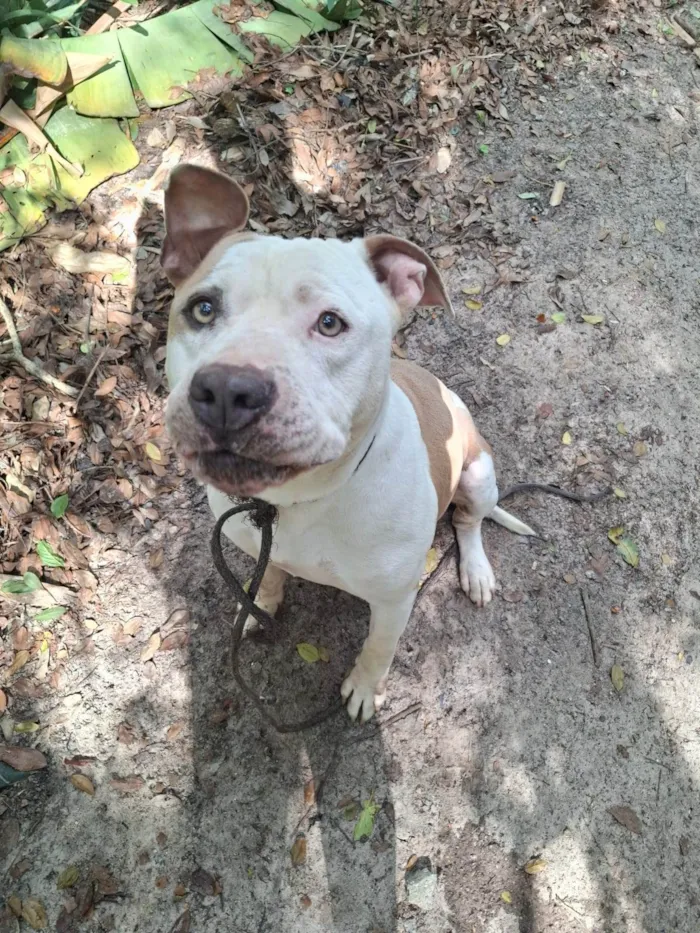 Cachorro ra a Pit-Bull idade 3 anos nome PERDIDINHO