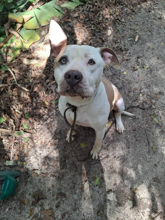 Cachorro ra a Pit-Bull idade 3 anos nome PERDIDINHO