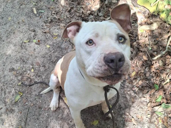 Cachorro ra a Pit-Bull idade 3 anos nome PERDIDINHO