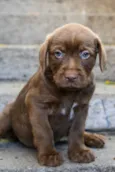 Whisky 