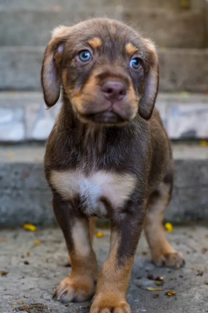 Cachorro ra a SRD-ViraLata idade 2 a 6 meses nome Whisky 