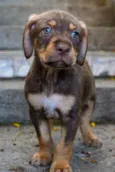 Whisky