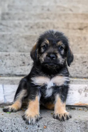 Cachorro raça SRD-ViraLata idade 2 a 6 meses nome Bourbon 