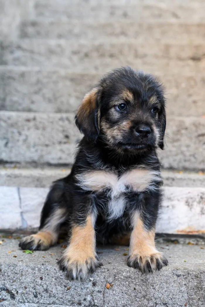 Cachorro ra a SRD-ViraLata idade 2 a 6 meses nome Bourbon 