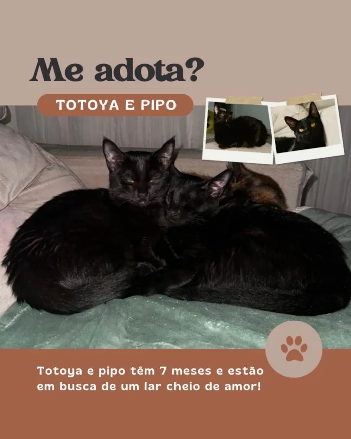 Gato ra a SRD-ViraLata idade 7 a 11 meses nome Pipo e totoya