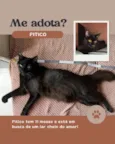 Pitico