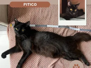 Gato raça SRD-ViraLata idade 7 a 11 meses nome Pitico