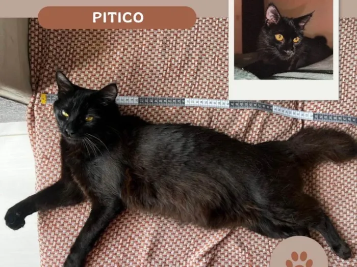 Gato ra a SRD-ViraLata idade 7 a 11 meses nome Pitico