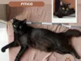 Pitico