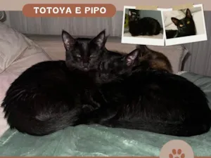 Gato raça SRD-ViraLata idade 7 a 11 meses nome Pipo e totoya