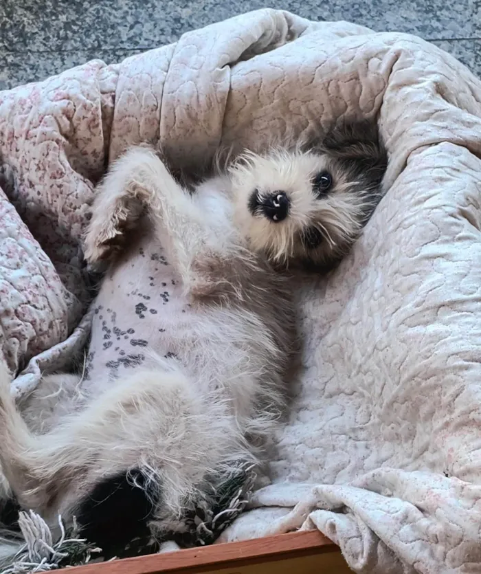Cachorro ra a SRD-ViraLata idade 2 a 6 meses nome Pirralho
