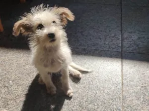 Cachorro raça SRD-ViraLata idade 2 a 6 meses nome Pirralho