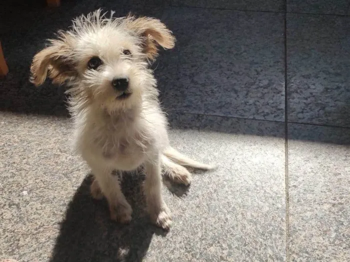 Cachorro ra a SRD-ViraLata idade 2 a 6 meses nome Pirralho