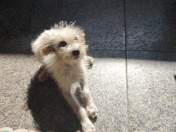 Cachorro ra a SRD-ViraLata idade 2 a 6 meses nome Pirralho