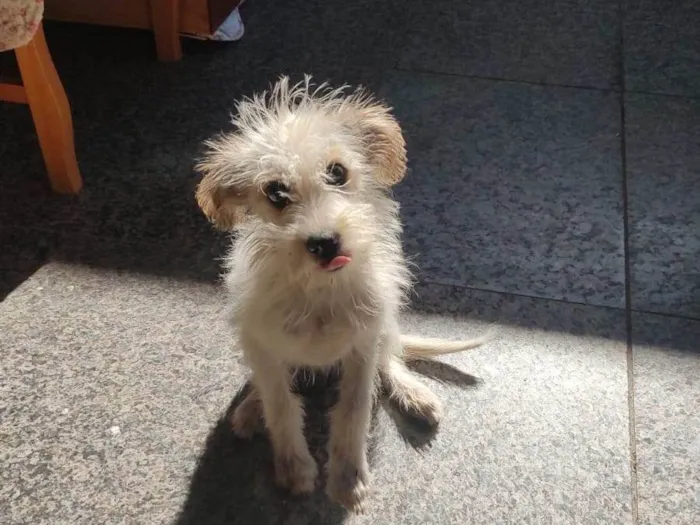 Cachorro ra a SRD-ViraLata idade 2 a 6 meses nome Pirralho